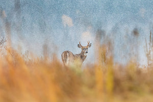 Spike and autumn snow