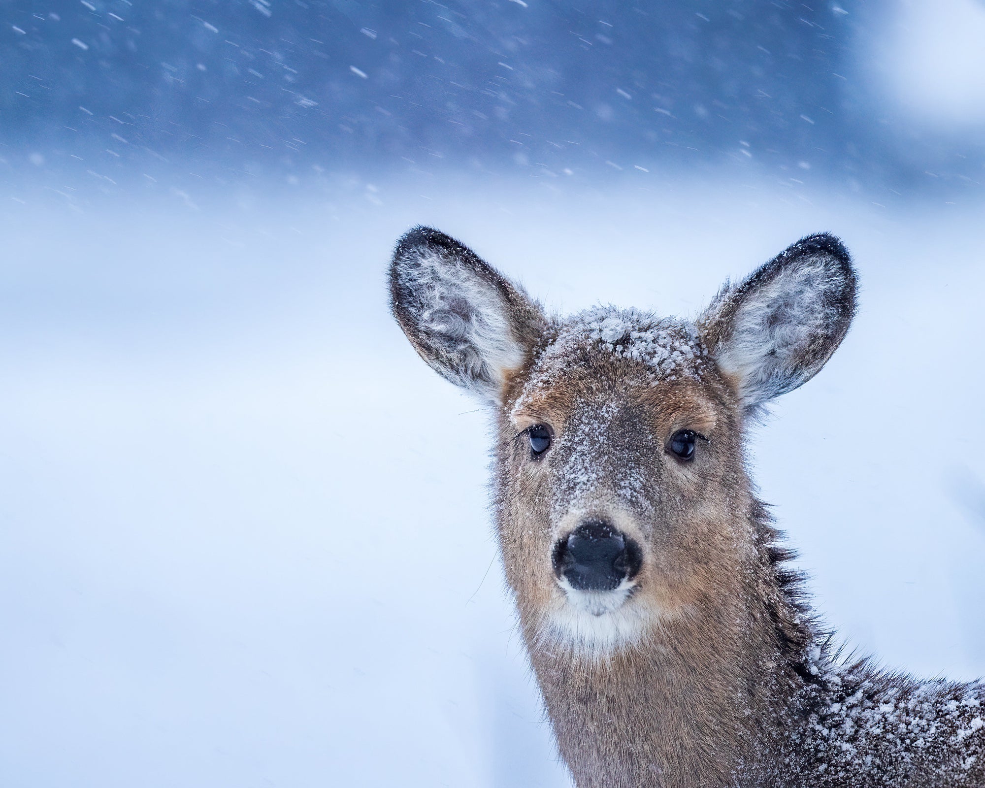 Deer in the storm