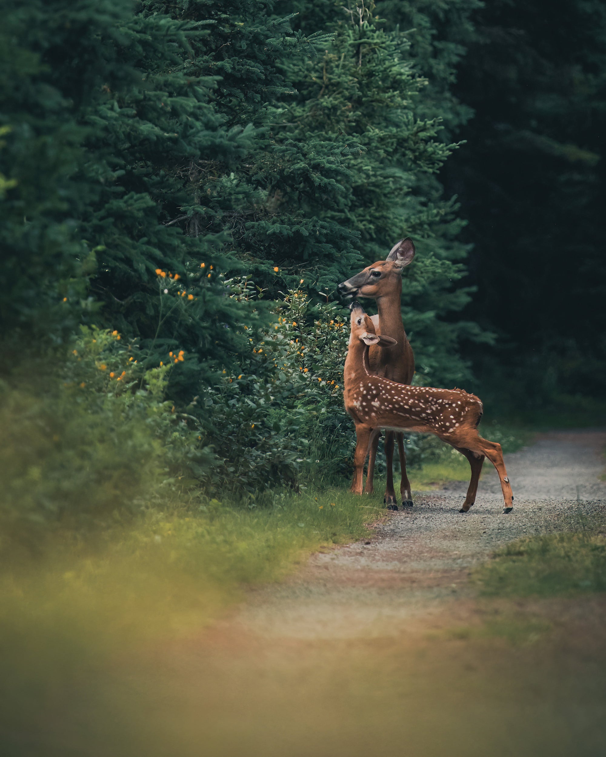 On the trail