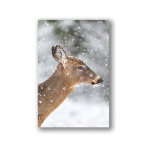 Snowy profile