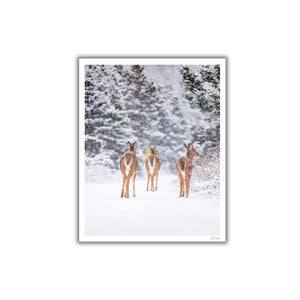 Trio de cerfs sous la neige