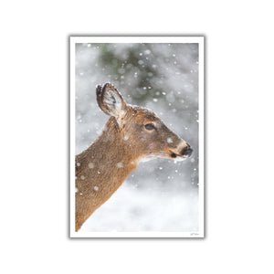 Snowy profile