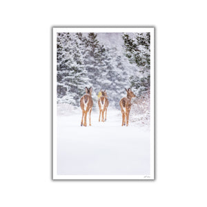 Trio de cerfs sous la neige