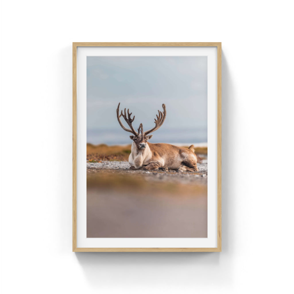 Beach Caribou