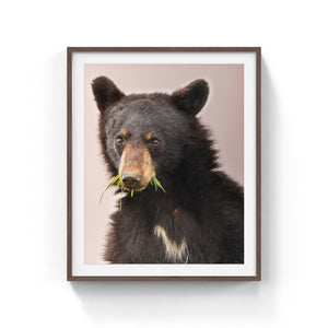 Black bear