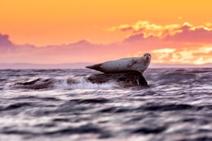 Surrounded by waves