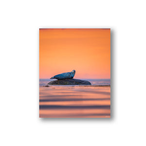 Sunset seal