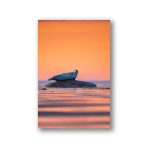 Sunset seal