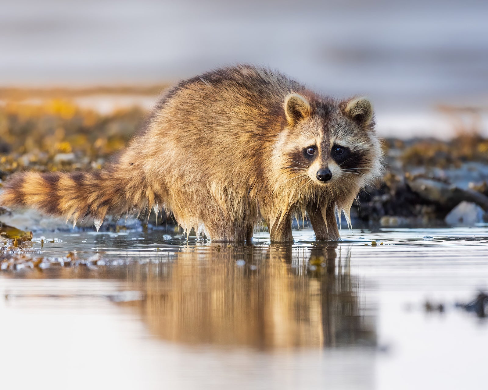 Coastal raccoon