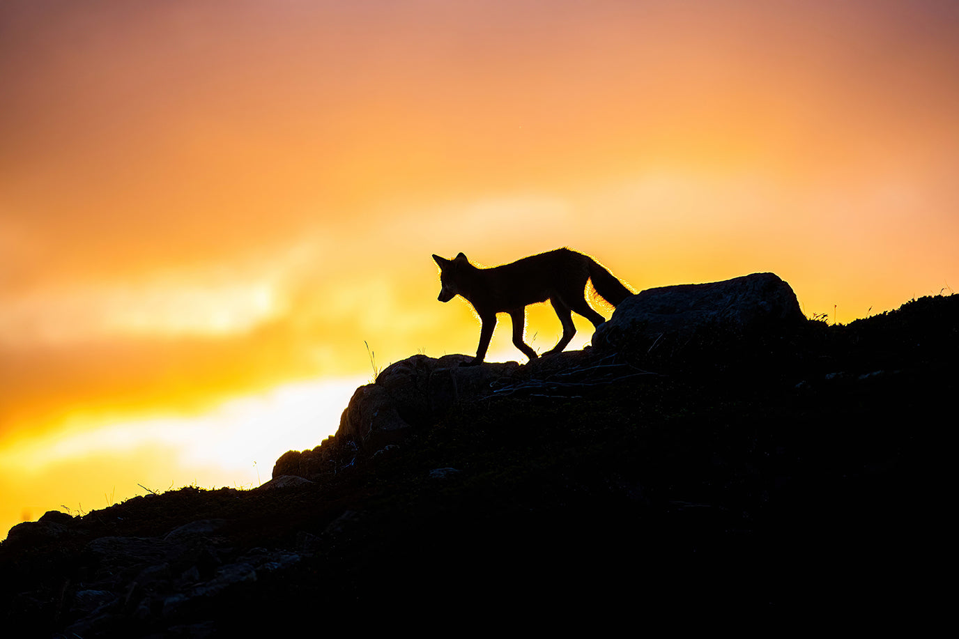 Silhouette de renard