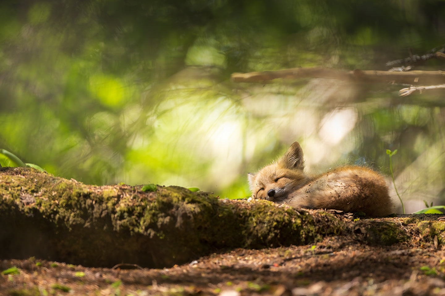 Forêt magique - Toile