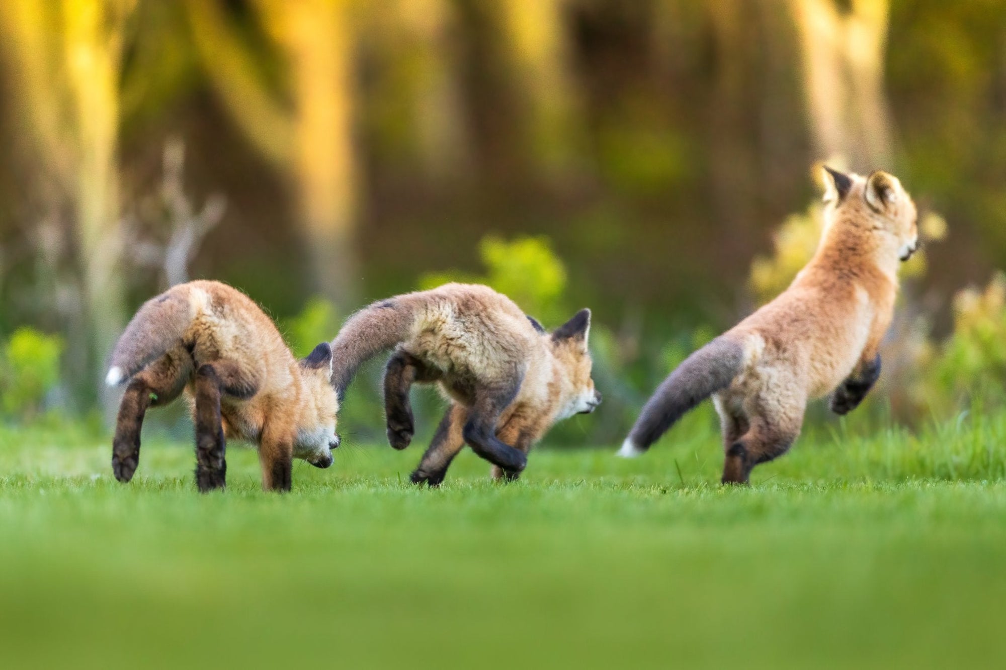 Trio de renardeaux