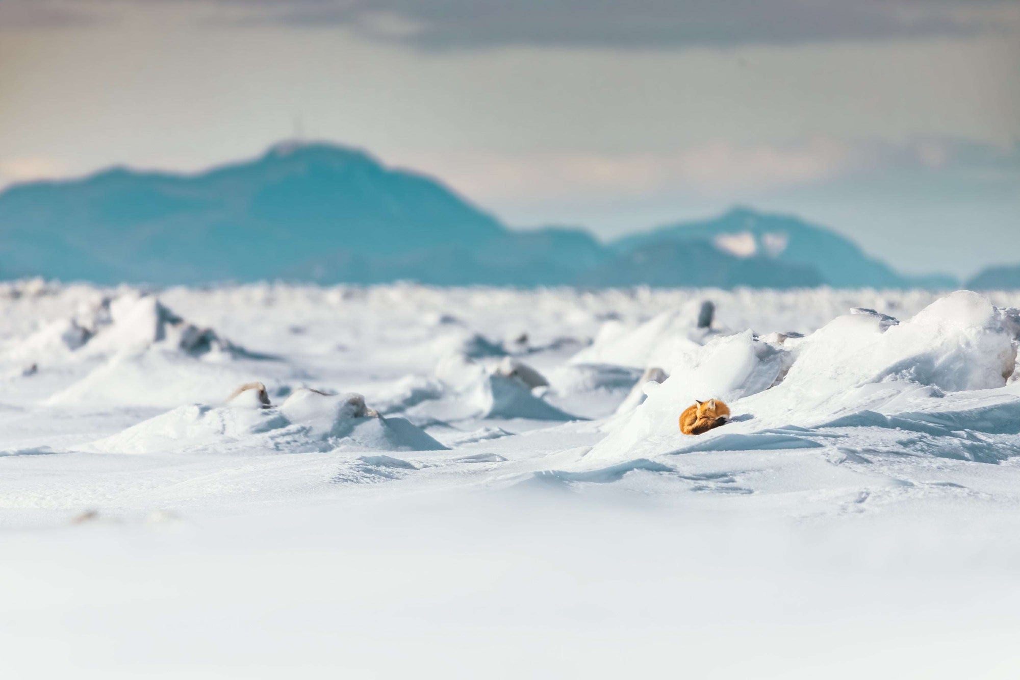 Le renard et la banquise