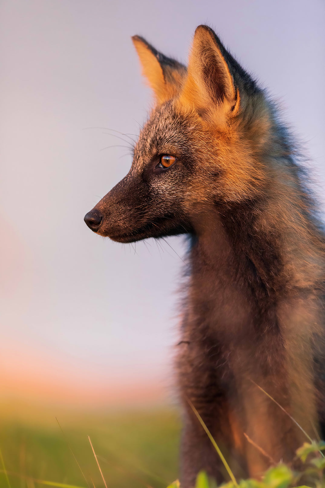 Profil de croisé