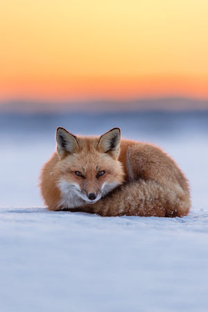 Le repos du renard