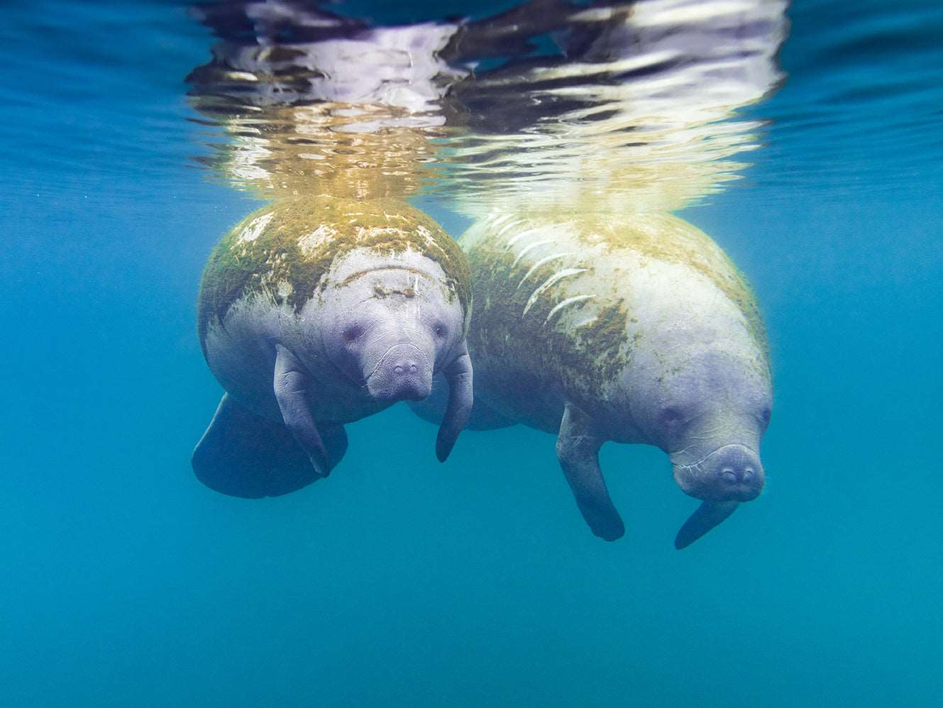 Manatees