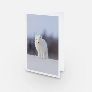 Ensemble de cartes de souhaits (5) - Renards