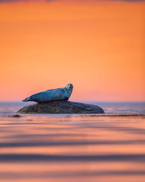 Sunset seal