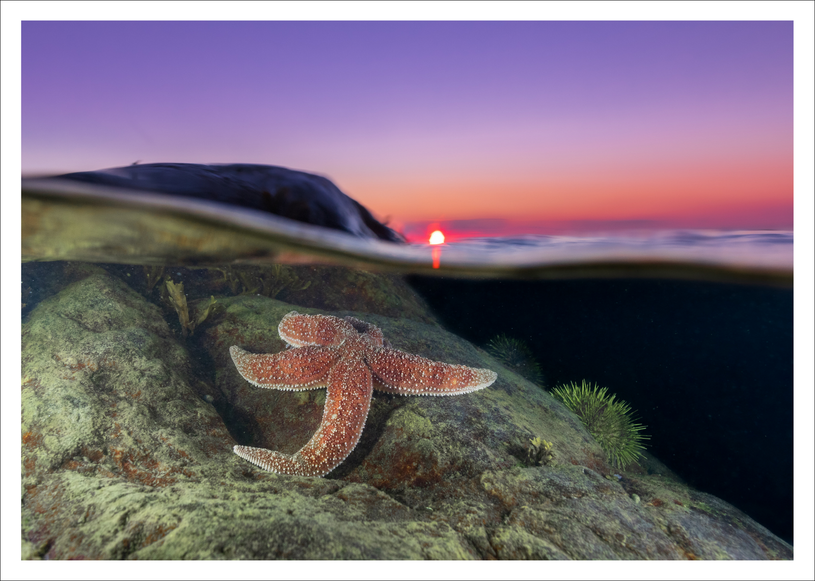 Sunset Star -  Postcard