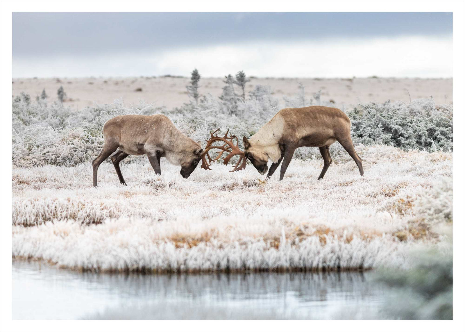 Altercation - carte postale