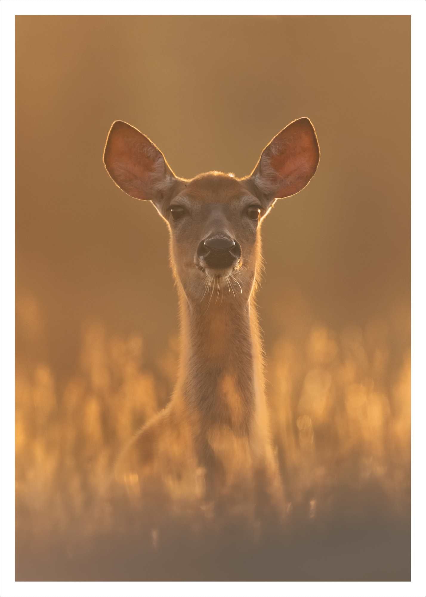 Cerf de Virginie - carte postale
