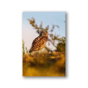 The burrowing owl in the sun