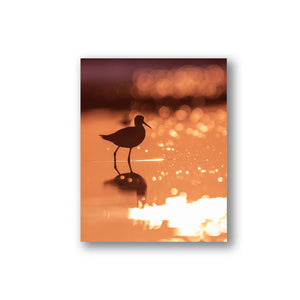 Shorebird at sunset