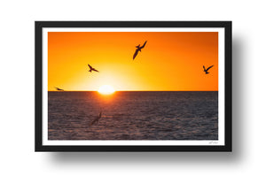 Terns at sunrise