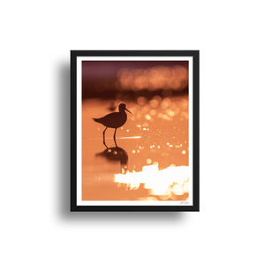 Shorebird at sunset
