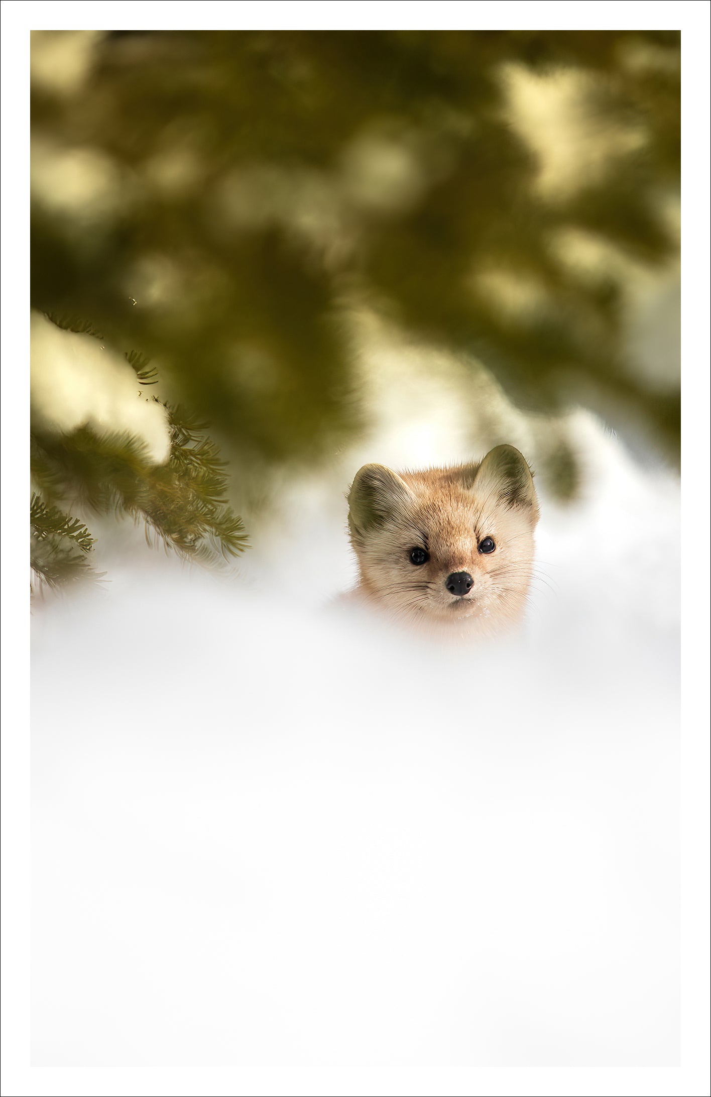 Under the branches - Greeting Card