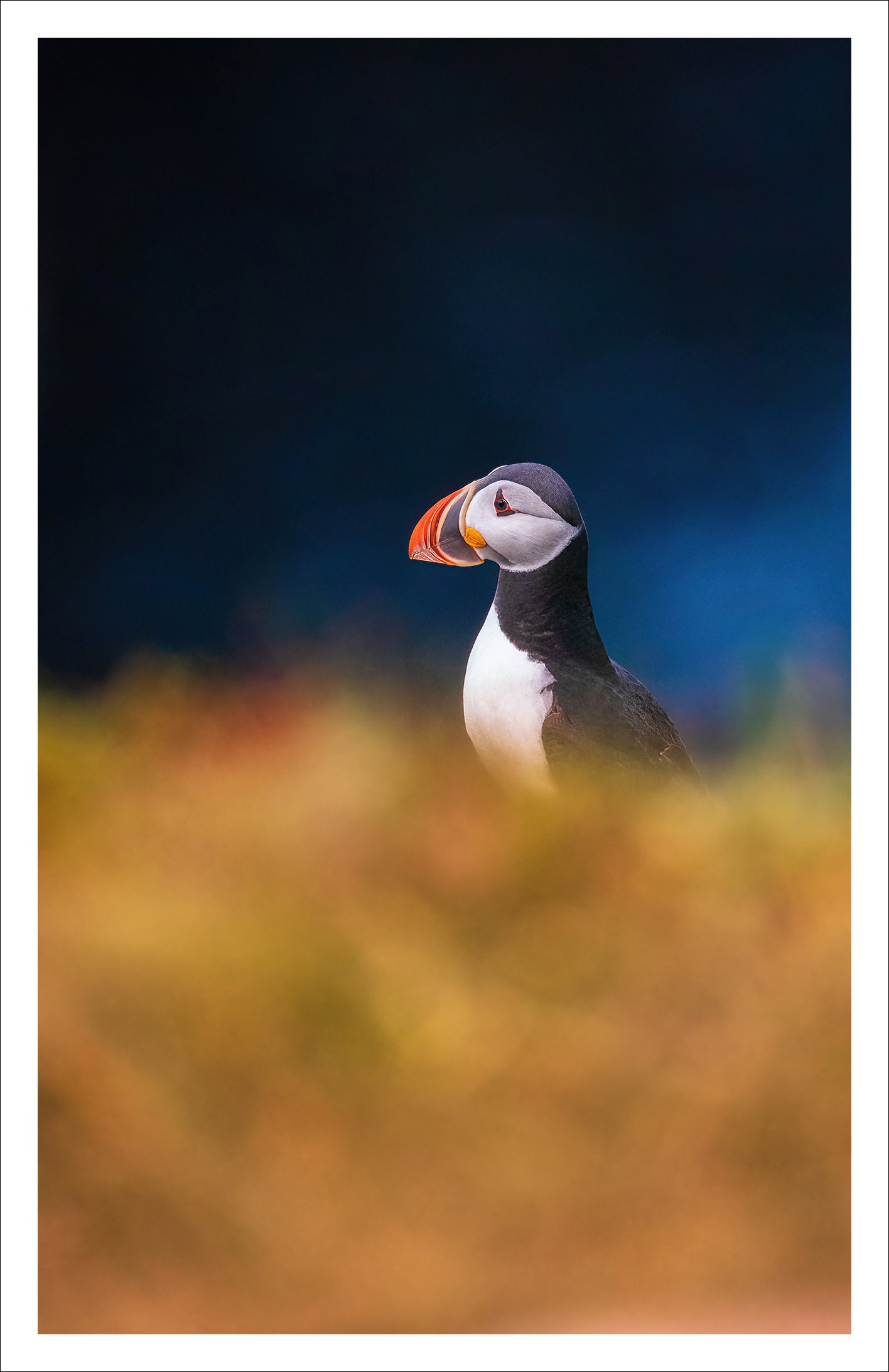 Puffin - Greeting Card