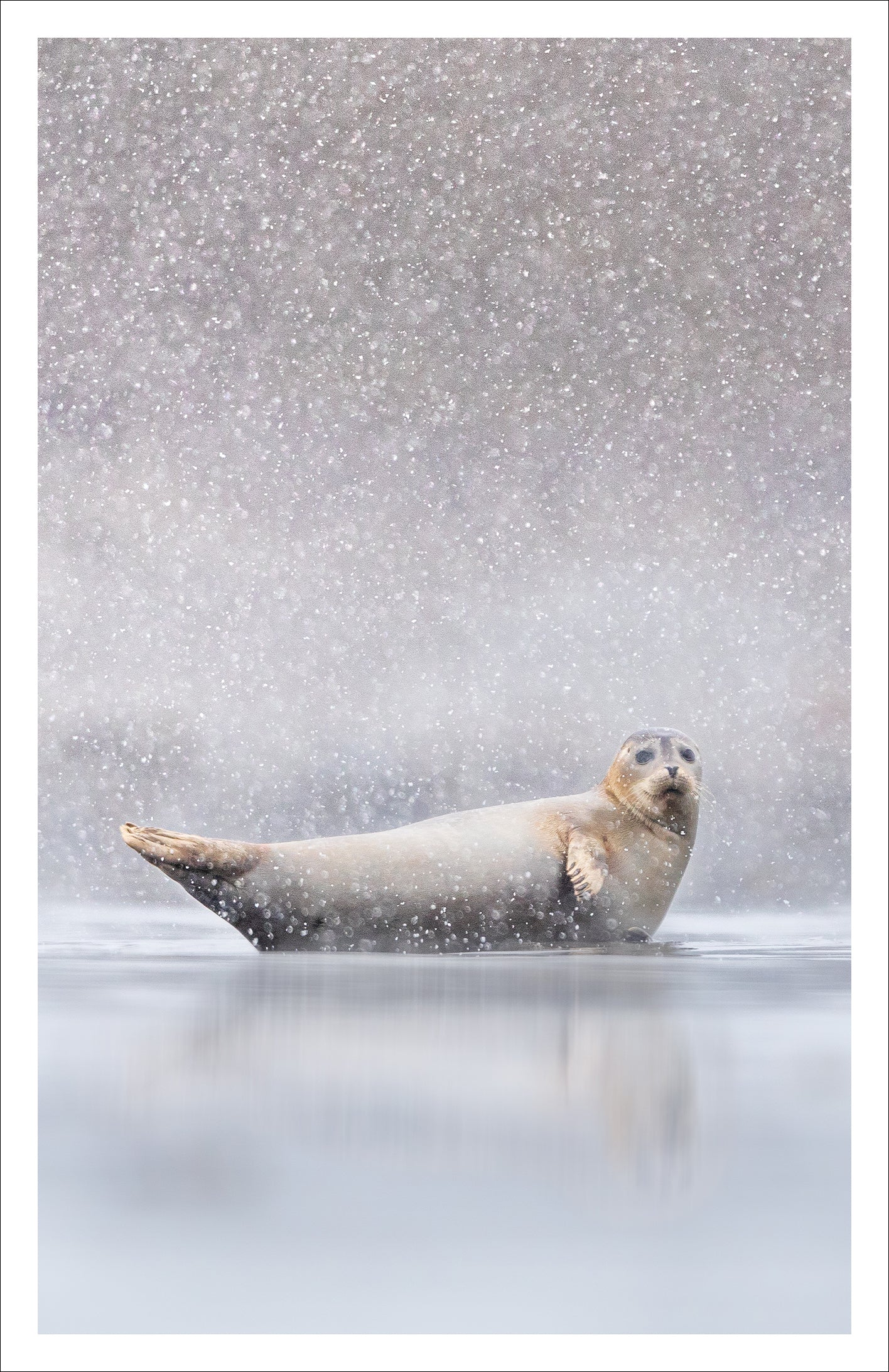 Neige d'avril - Greeting card