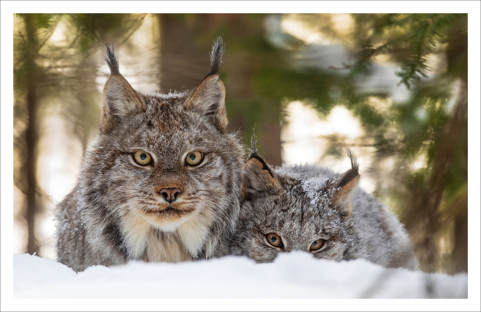 Boreal gaze - Greeting card