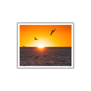 Terns at sunrise