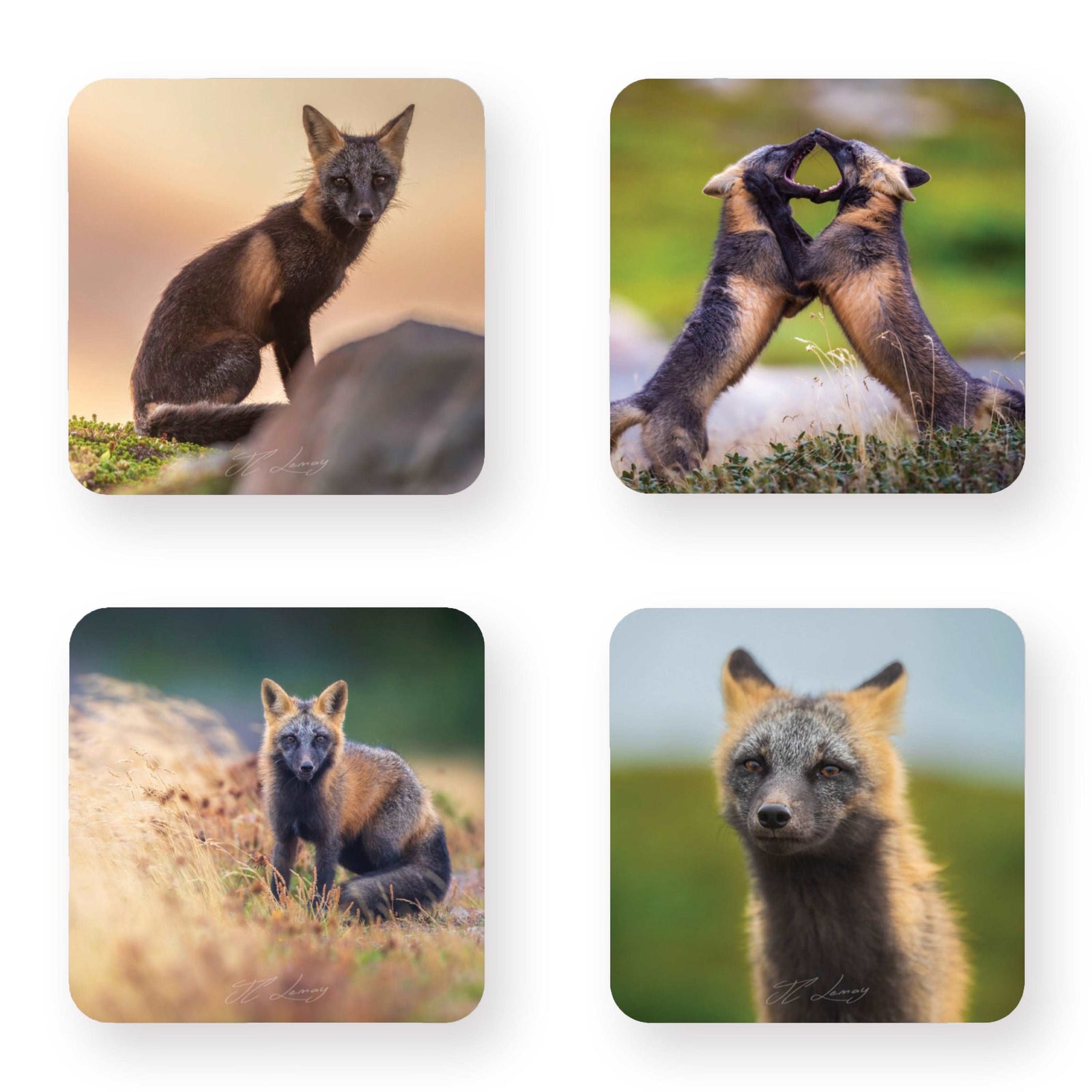 Ensemble de sous-verres (4) - Renards croisés